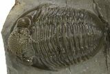 Detailed Gerastos Trilobite Fossil - Morocco #311065-1